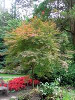 Acer palmatum sango kaku